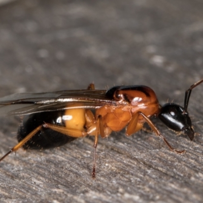 Camponotus consobrinus (Banded sugar ant) at Melba, ACT - 25 Jan 2022 by kasiaaus