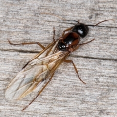 Camponotus consobrinus at Melba, ACT - 25 Jan 2022