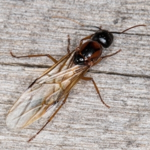 Camponotus consobrinus at Melba, ACT - 25 Jan 2022