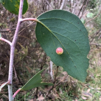 Unidentified Eucalyptus Gall at Cotter River, ACT - 26 Mar 2022 by KMcCue