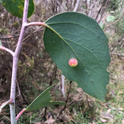 Unidentified Wasp (Hymenoptera, Apocrita) at Namadgi National Park - 26 Mar 2022 by KMcCue