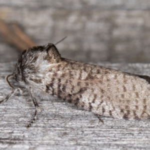 Trigonocyttara clandestina at Melba, ACT - 25 Jan 2022