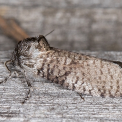 Trigonocyttara clandestina (Less-stick Case Moth) at Melba, ACT - 25 Jan 2022 by kasiaaus