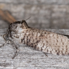 Trigonocytarra clandestina (Less-stick Case Moth) at Melba, ACT - 25 Jan 2022 by kasiaaus