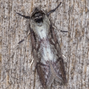 Oenochroa dinosema at Melba, ACT - 25 Jan 2022 11:05 PM