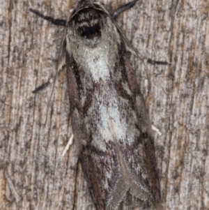 Oenochroa dinosema at Melba, ACT - 25 Jan 2022 11:05 PM