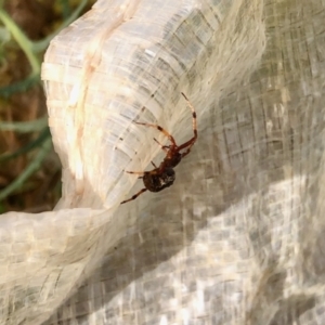 Salsa fuliginata at Molonglo Valley, ACT - 27 Mar 2022 09:27 AM