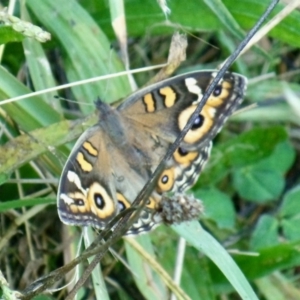 Junonia villida at Molonglo Valley, ACT - 27 Mar 2022