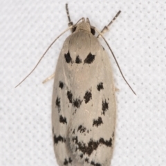 Ericibdela delotis (A Concealer moth (Wingia group)) at Melba, ACT - 25 Jan 2022 by kasiaaus