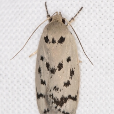 Ericibdela delotis (A Concealer moth) at Melba, ACT - 25 Jan 2022 by kasiaaus