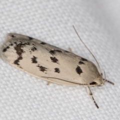 Ericibdela delotis at Melba, ACT - 25 Jan 2022 11:07 PM