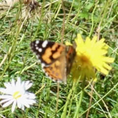 Vanessa kershawi (Australian Painted Lady) at Cotter River, ACT - 26 Mar 2022 by KMcCue