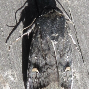 Proteuxoa bistrigula at Narrabundah, ACT - 26 Mar 2022