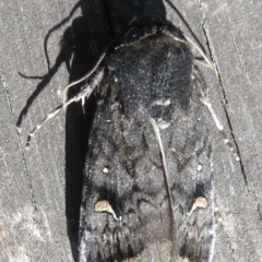Proteuxoa bistrigula (An Owlet Moth) at Narrabundah, ACT - 26 Mar 2022 by RobParnell