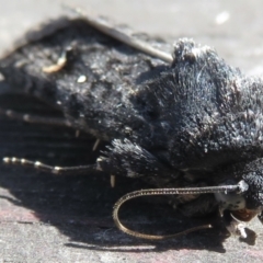 Proteuxoa bistrigula at Narrabundah, ACT - 26 Mar 2022