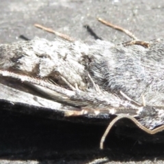 Proteuxoa bistrigula at Narrabundah, ACT - 26 Mar 2022