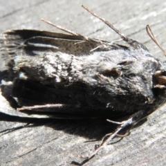 Proteuxoa bistrigula at Narrabundah, ACT - 26 Mar 2022