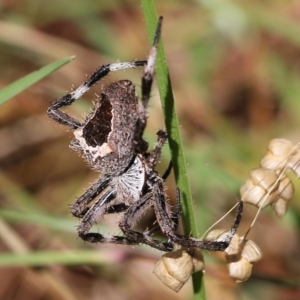 Novakiella trituberculosa at West Wodonga, VIC - 27 Mar 2022