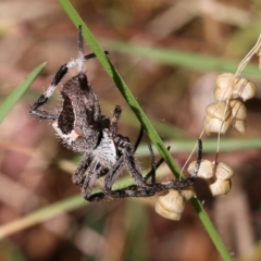 Novakiella trituberculosa at West Wodonga, VIC - 27 Mar 2022 09:26 AM