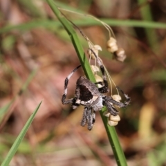 Novakiella trituberculosa at West Wodonga, VIC - 27 Mar 2022