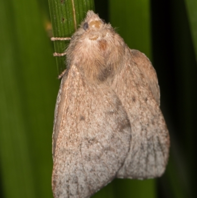 Lasiocampidae undescribed species (A Lappet moth) at Melba, ACT - 25 Jan 2022 by kasiaaus