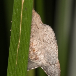 Lasiocampidae undescribed species at Melba, ACT - 25 Jan 2022