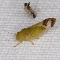 Psyllidae sp. (family) (Unidentified psyllid or lerp insect) at Melba, ACT - 25 Jan 2022 by kasiaaus