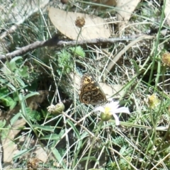 Oreixenica lathoniella (Silver Xenica) at Cotter River, ACT - 26 Mar 2022 by KMcCue