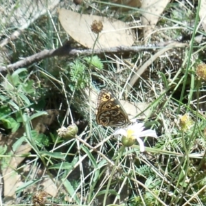 Oreixenica lathoniella at Cotter River, ACT - 26 Mar 2022 01:26 PM