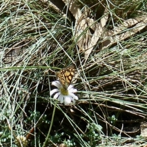 Oreixenica lathoniella at Cotter River, ACT - 26 Mar 2022 01:26 PM