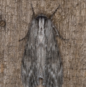 Capusa sp.(genus) at Melba, ACT - 26 Jan 2022