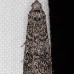Heteromicta pachytera (Galleriinae subfamily moth) at Melba, ACT - 25 Jan 2022 by kasiaaus