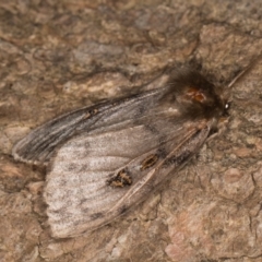 White Cedar Moth (Leptocneria reducta) · iNaturalist Australia