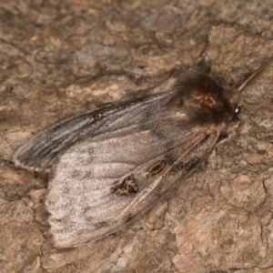 Leptocneria reducta at Melba, ACT - 26 Jan 2022 12:42 AM