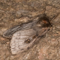 Leptocneria reducta (White cedar moth) at Melba, ACT - 25 Jan 2022 by kasiaaus