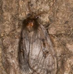 Leptocneria reducta at Melba, ACT - 26 Jan 2022