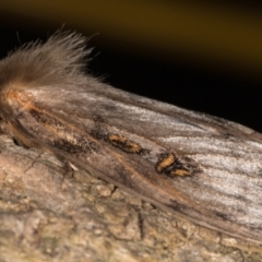 Leptocneria reducta at Melba, ACT - 26 Jan 2022 12:42 AM