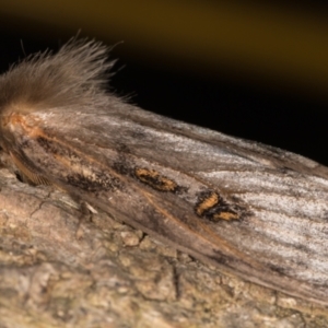 Leptocneria reducta at Melba, ACT - 26 Jan 2022 12:42 AM