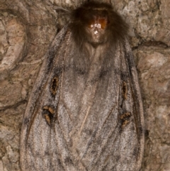 Leptocneria reducta at Melba, ACT - 26 Jan 2022