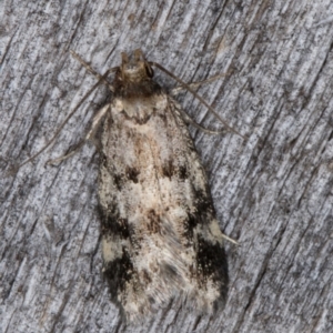 Barea (genus) at Melba, ACT - 26 Jan 2022