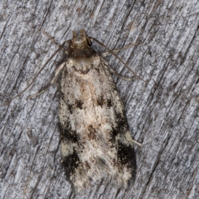 Barea (genus) (A concealer moth) at Melba, ACT - 26 Jan 2022 by kasiaaus