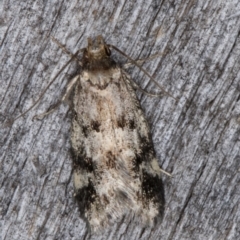 Barea (genus) (A concealer moth) at Melba, ACT - 25 Jan 2022 by kasiaaus