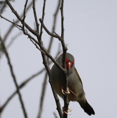 Neochmia temporalis (Red-browed Finch) at Molonglo Valley, ACT - 27 Mar 2022 by JimL