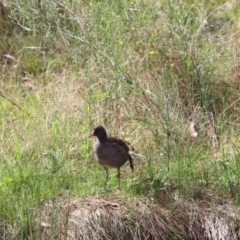 Gallinula tenebrosa (Dusky Moorhen) at Aranda Bushland - 27 Mar 2022 by JimL