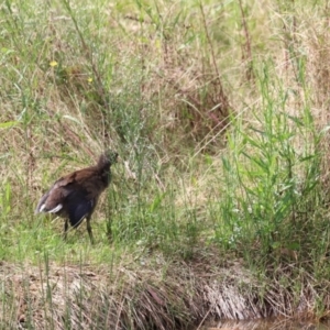 Gallinula tenebrosa at Molonglo Valley, ACT - 27 Mar 2022