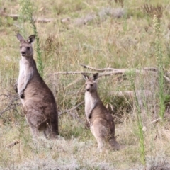 Macropus giganteus (Eastern Grey Kangaroo) at Molonglo Valley, ACT - 27 Mar 2022 by JimL