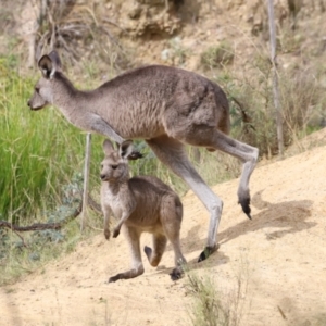 Macropus giganteus at Molonglo Valley, ACT - 27 Mar 2022