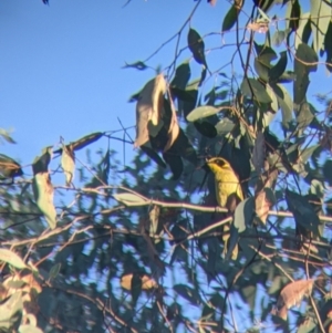 Lichenostomus melanops at Chiltern, VIC - 27 Mar 2022