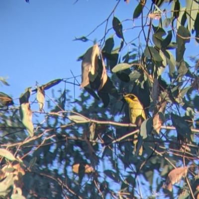 Lichenostomus melanops (Yellow-tufted Honeyeater) at Chiltern, VIC - 27 Mar 2022 by Darcy