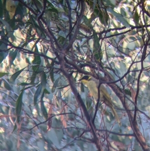 Lichenostomus melanops at Chiltern, VIC - 27 Mar 2022